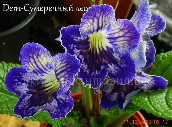 Dem-Сумеречный Лес(куст)