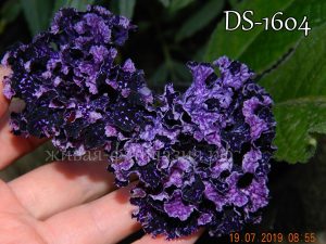 DS-1604