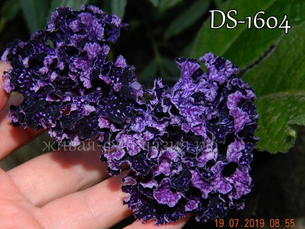 DS-1604