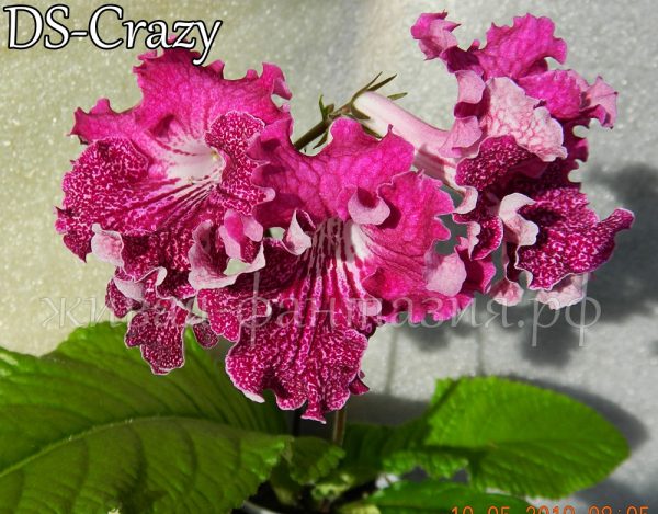 DS-Crazy