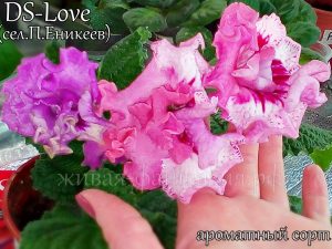 DS-Love