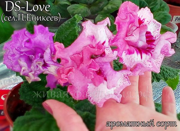 DS-Love