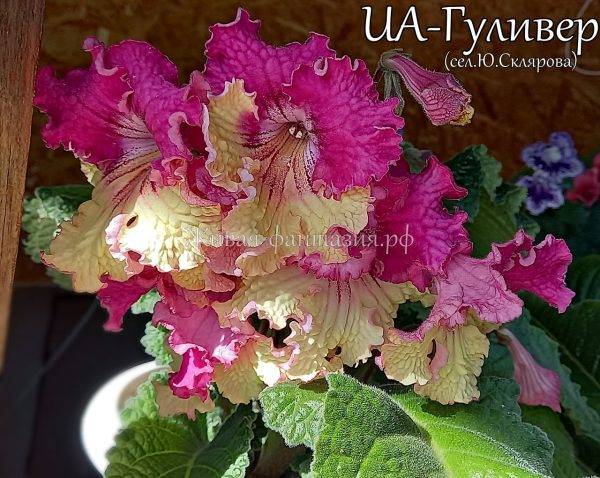 UA-Гуливер