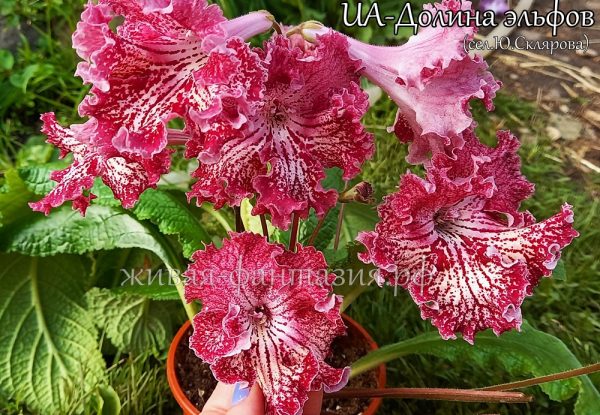 UA-Долина Эльфов