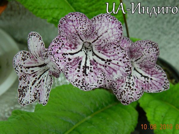 UA-Индиго