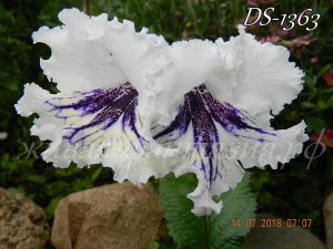 DS-1363
