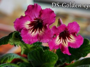 DS-Golden Eye