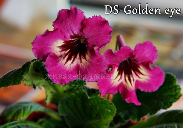 DS-Golden Eye