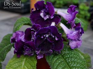 DS-Soul