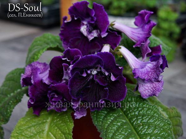 DS-Soul