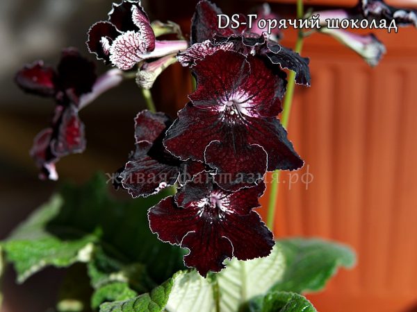 DS-Горячий Шоколад