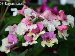 DS-Карамелька