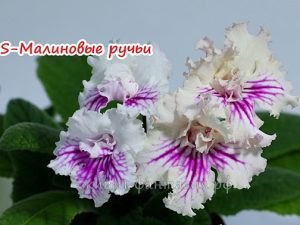 DS-Малиновые Ручьи
