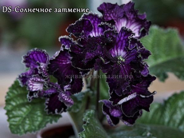 DS-Солнечное Затмение(стартер)