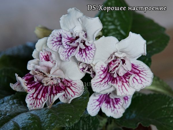 DS-Хорошее Настроение