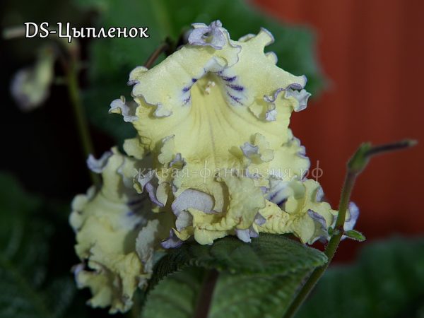 DS-Цыпленок