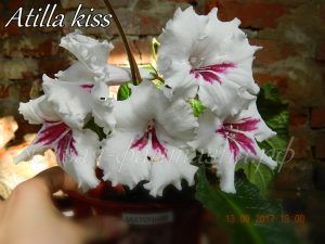 Atilla Kiss
