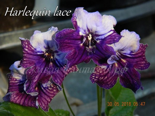Harlequin Lace