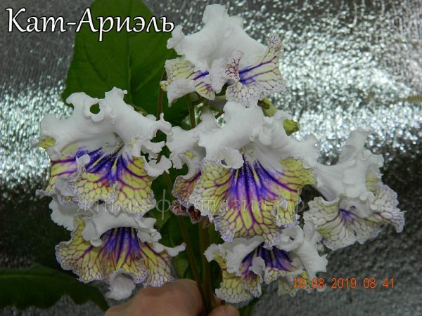 Kam-Ариэль