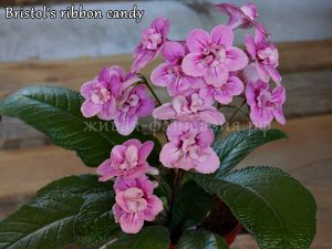 Bristol's Ribbon Kandy