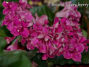 Bristol's Very Berry(куст)
