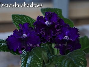 Dracula Shadows