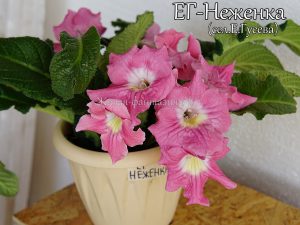 ЕГ-Неженка