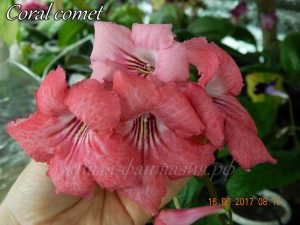 Coral Comet