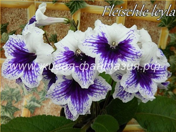 Fleischle Leyla