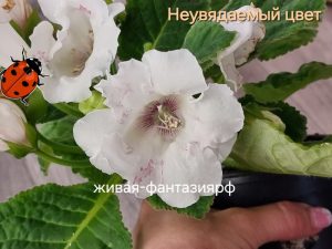 Неувядаемый Цвет(кустик)