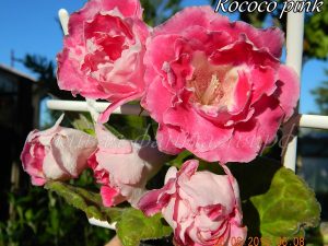 Rococo Pink