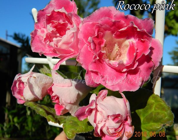 Rococo Pink