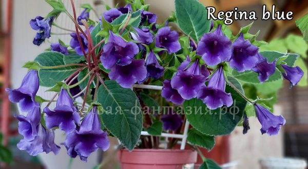 Regina Blue(тидея)