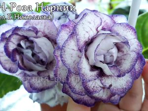 ЕН-Роза Нарнии(укор. лист)