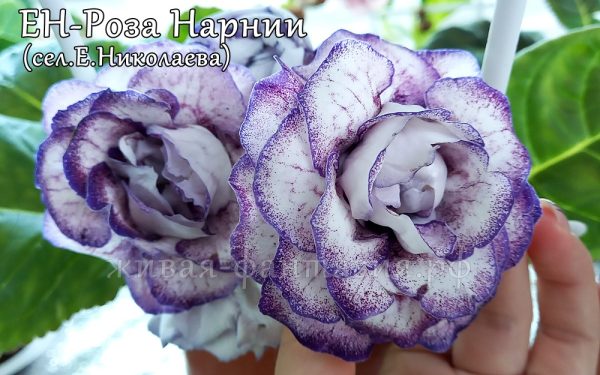 ЕН-Роза Нарнии(укор. лист)