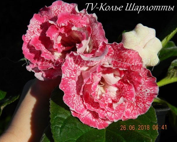 TV-Колье Шарлотты