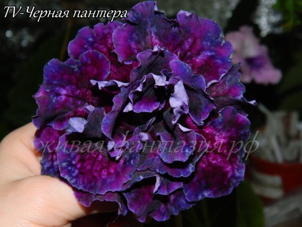TV-Чёрная Пантера(кустик)