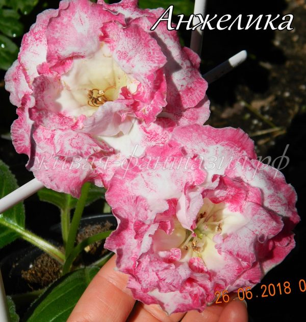 Анжелика