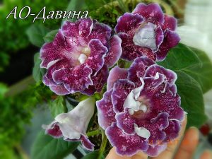АО-Давина