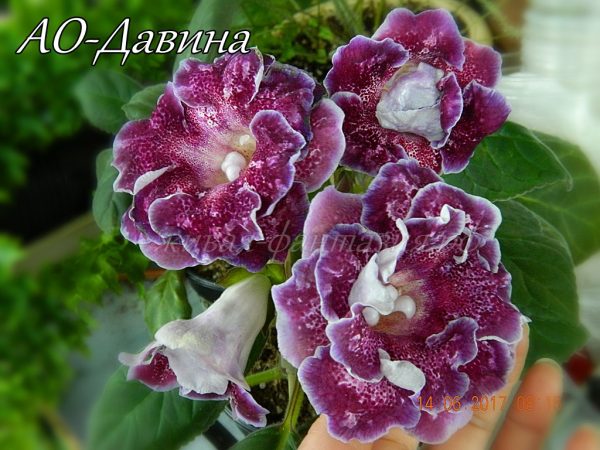 АО-Давина