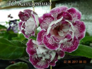 АО-Катаринка