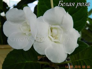 Белая Роза