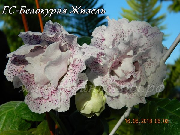 Белокурая Жизель
