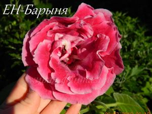 ЕН-Барыня