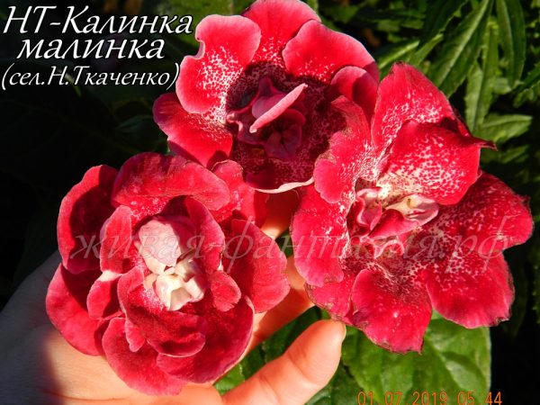НТ-Калинка Малинка(укор.лист)
