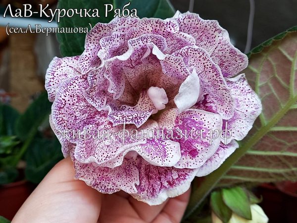 ЛаВ-Курочка Ряба(укор.лист)