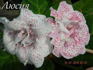 НТ-Люсия