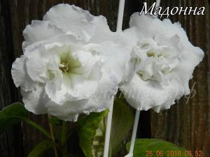 Мадонна
