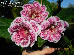 НТ-Марго(укор.лист)