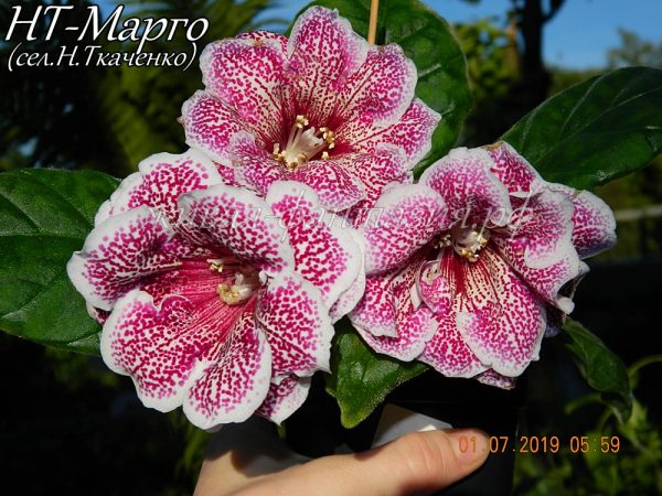 НТ-Марго(укор.лист)